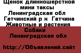 Щенок длинношерстной мини-таксы - Ленинградская обл., Гатчинский р-н, Гатчина  Животные и растения » Собаки   . Ленинградская обл.